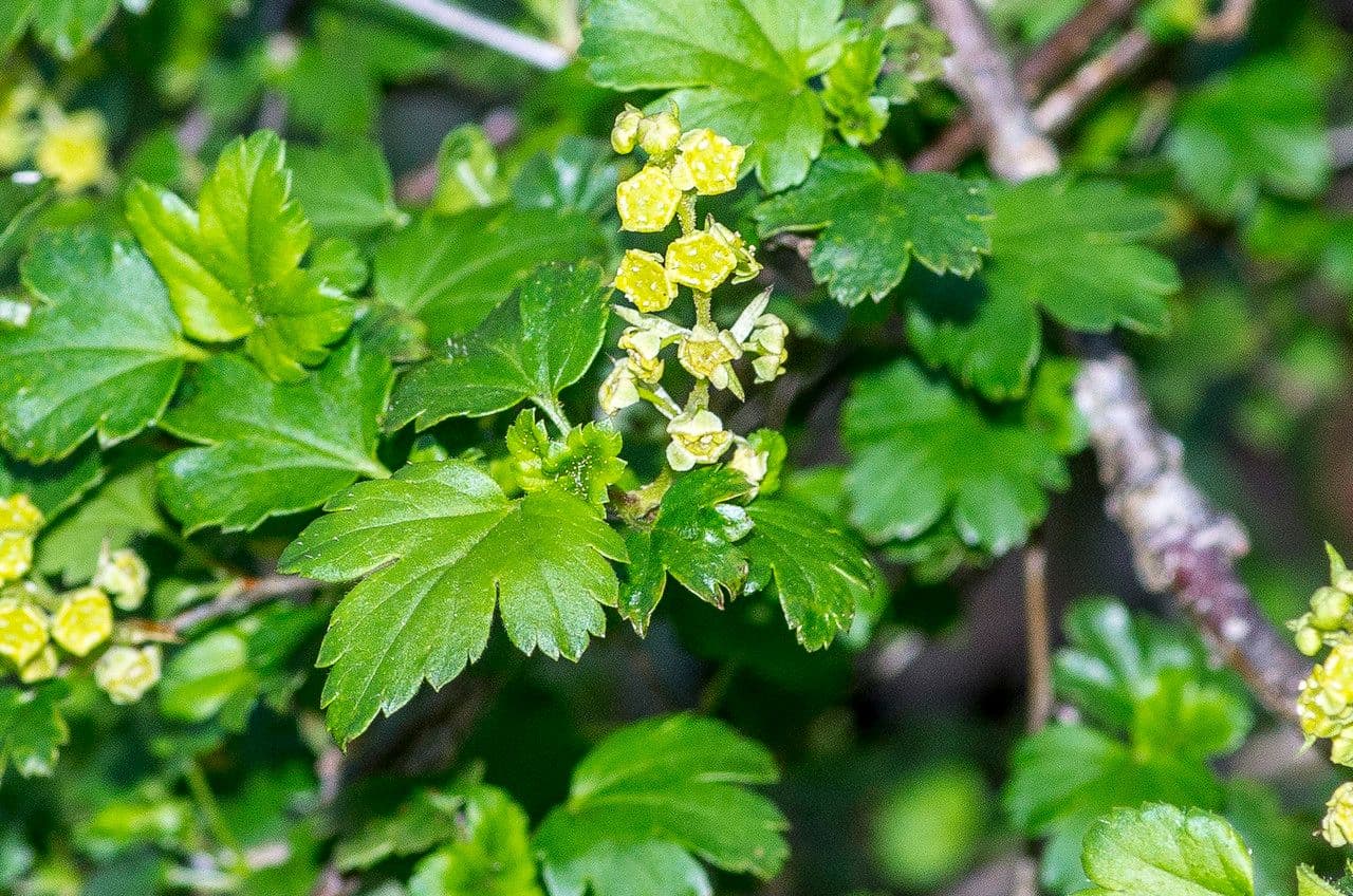 Alpine currant 29