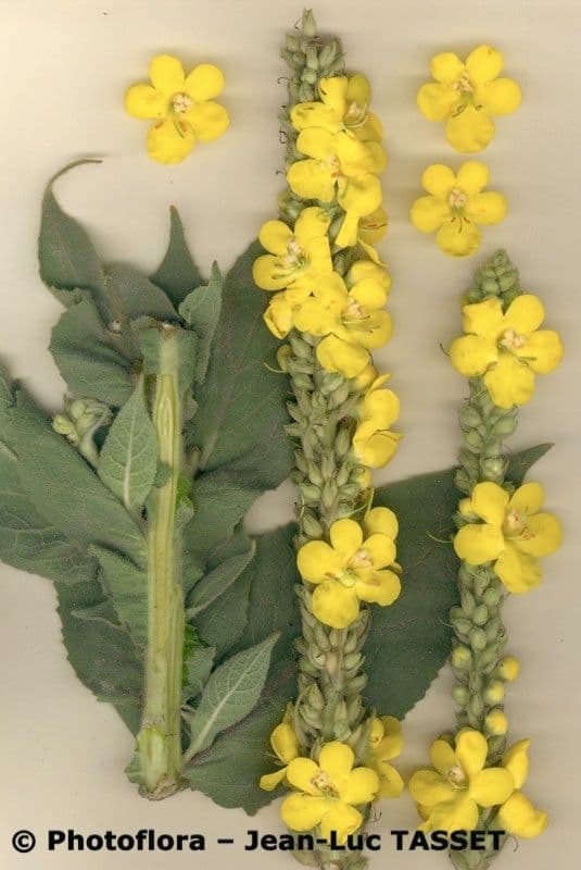 Dense-flower mullein 29
