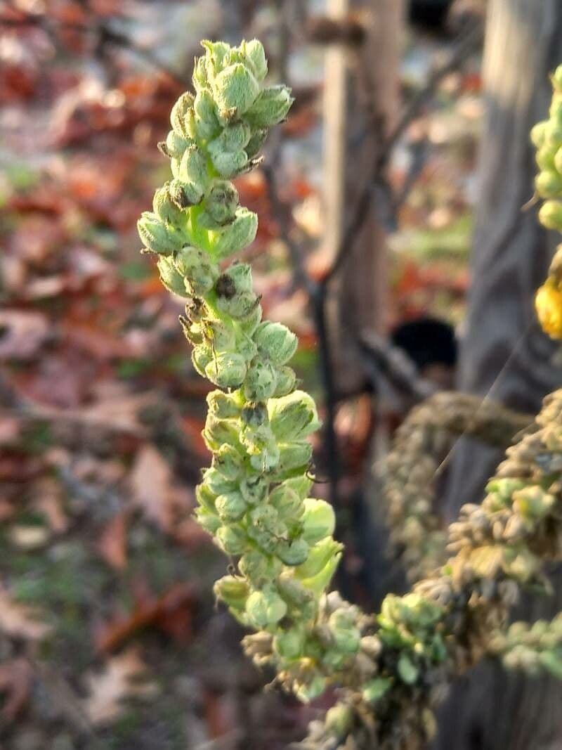 Dense-flower mullein 5