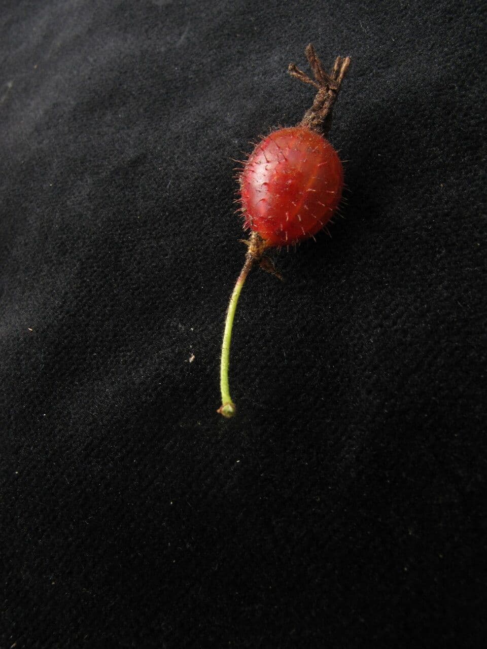 Alpine Currant