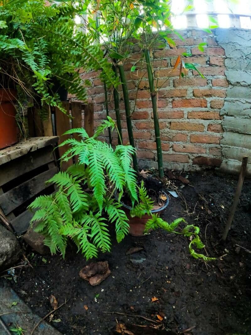 Spinulose chain fern