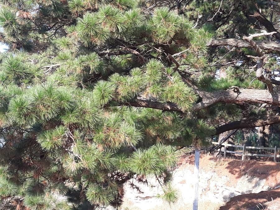 Northern pitch pine 16