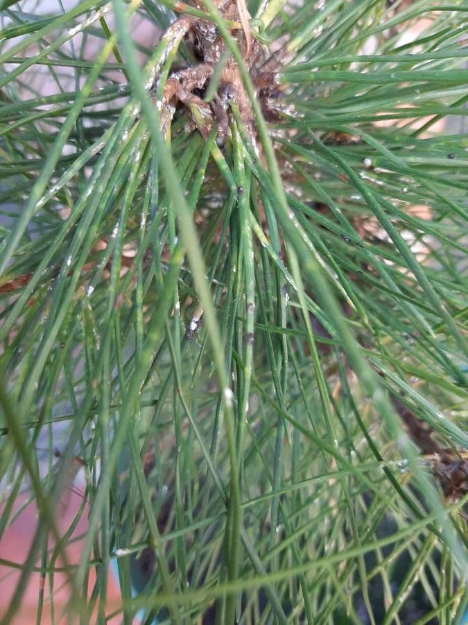 Australian pine 19