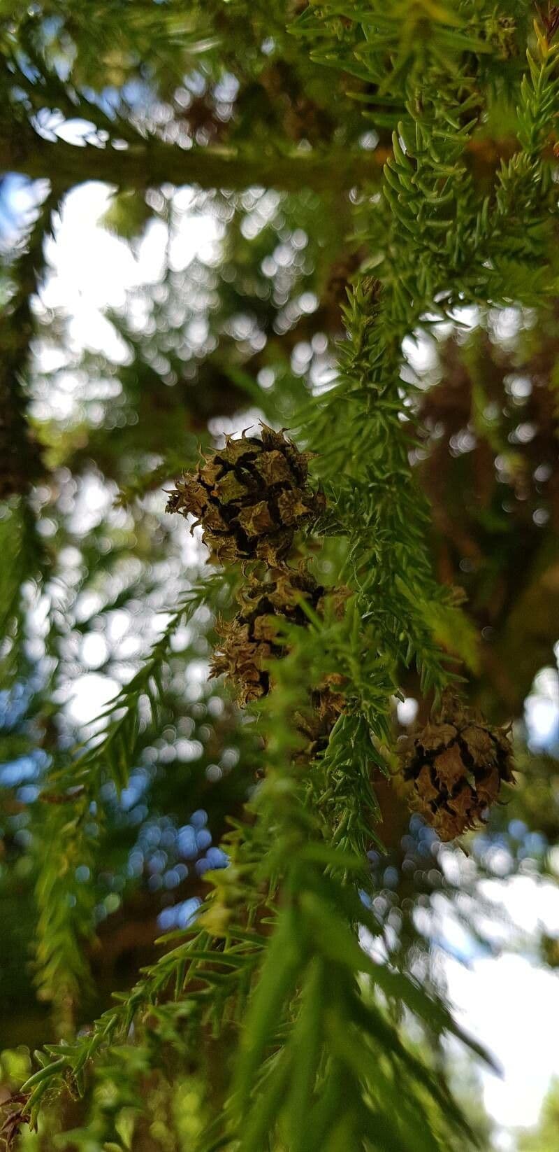 Japanese red-cedar