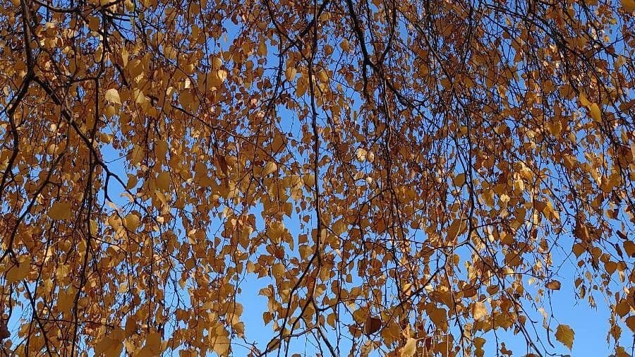 European white birch 18