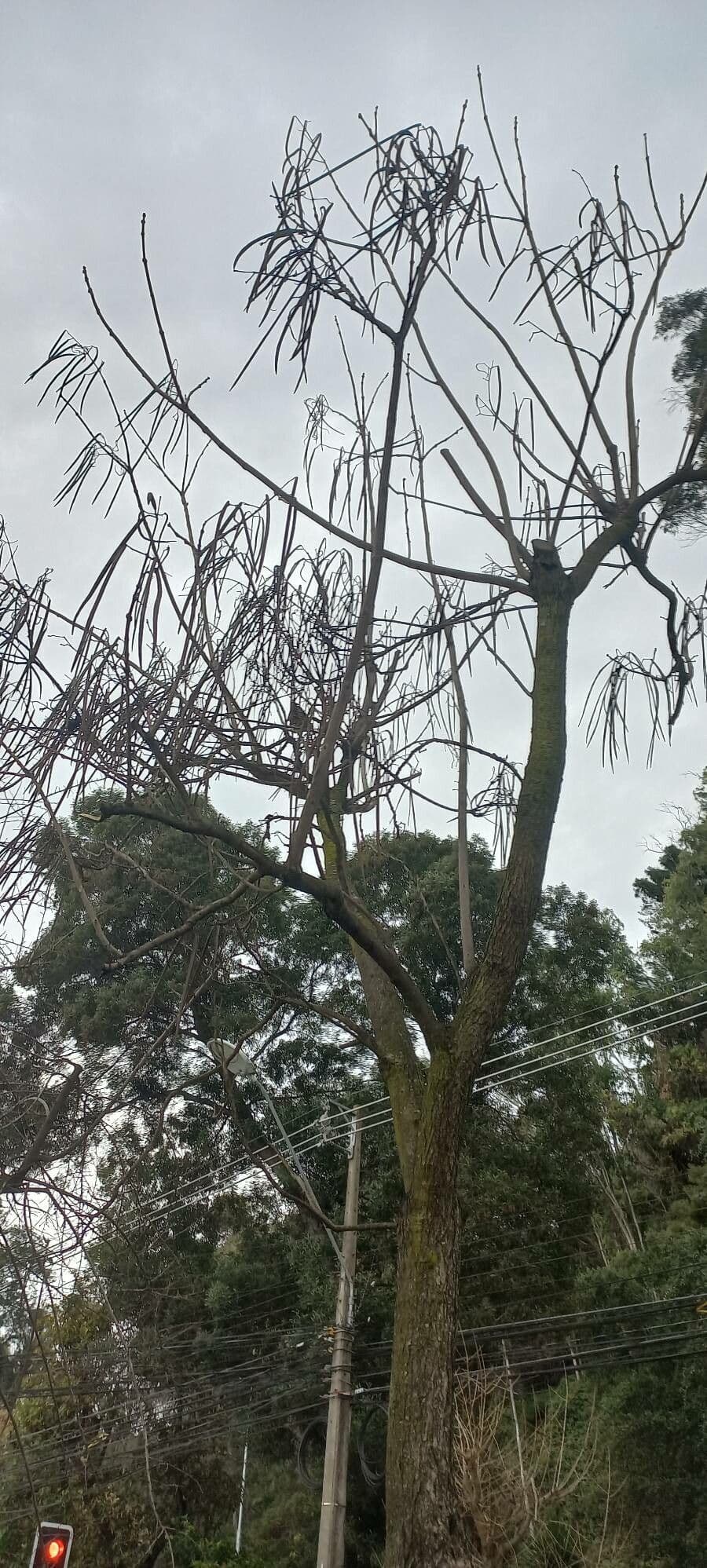 Chinese catalpa 11
