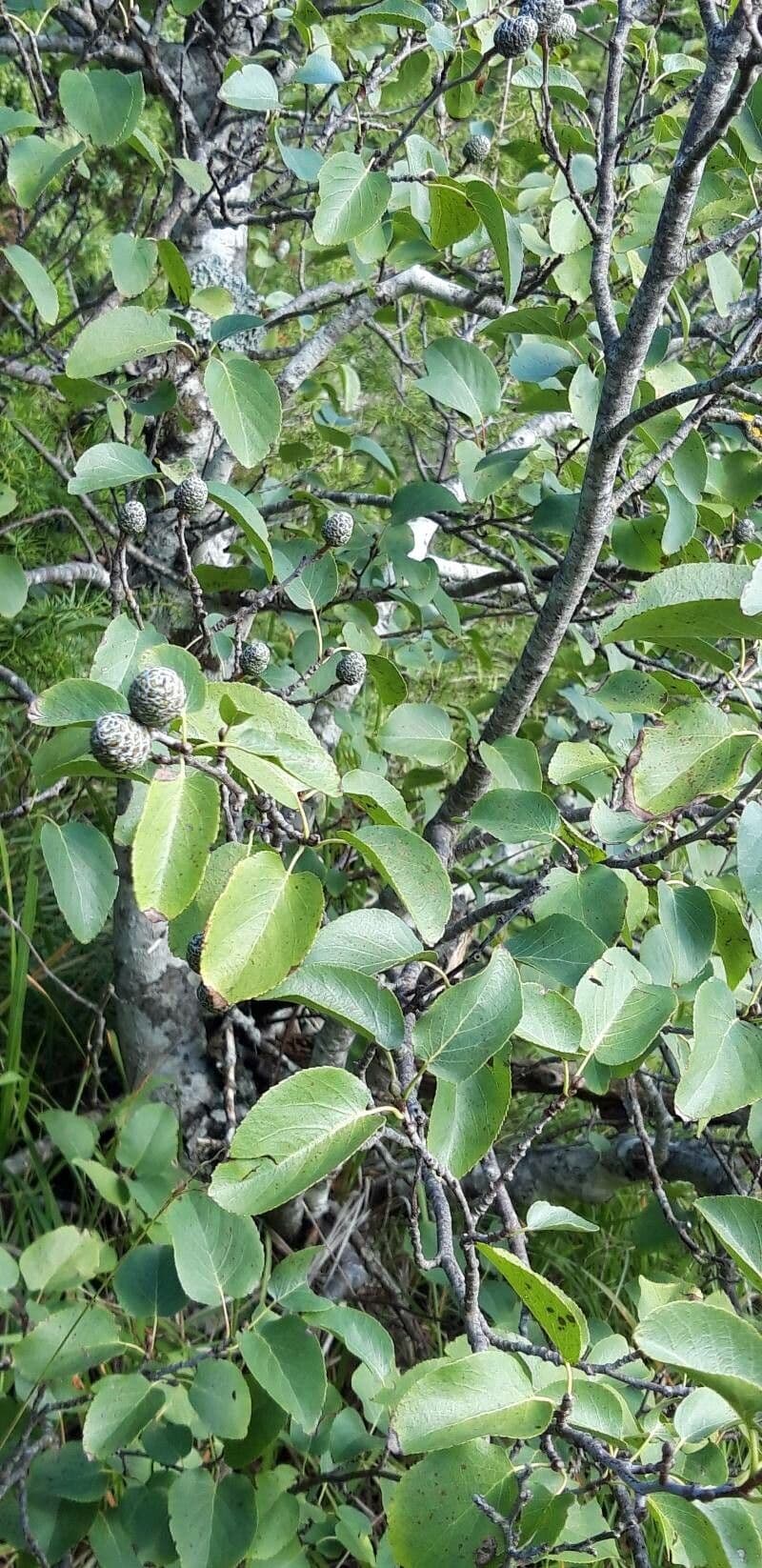 Italian alder 27