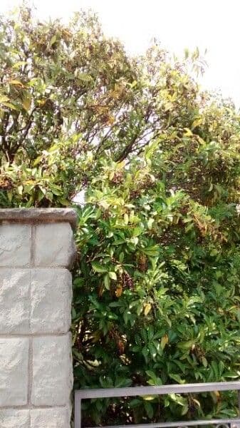 Cherry-laurel 11