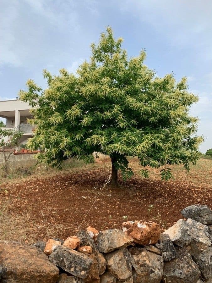 European chestnut 15