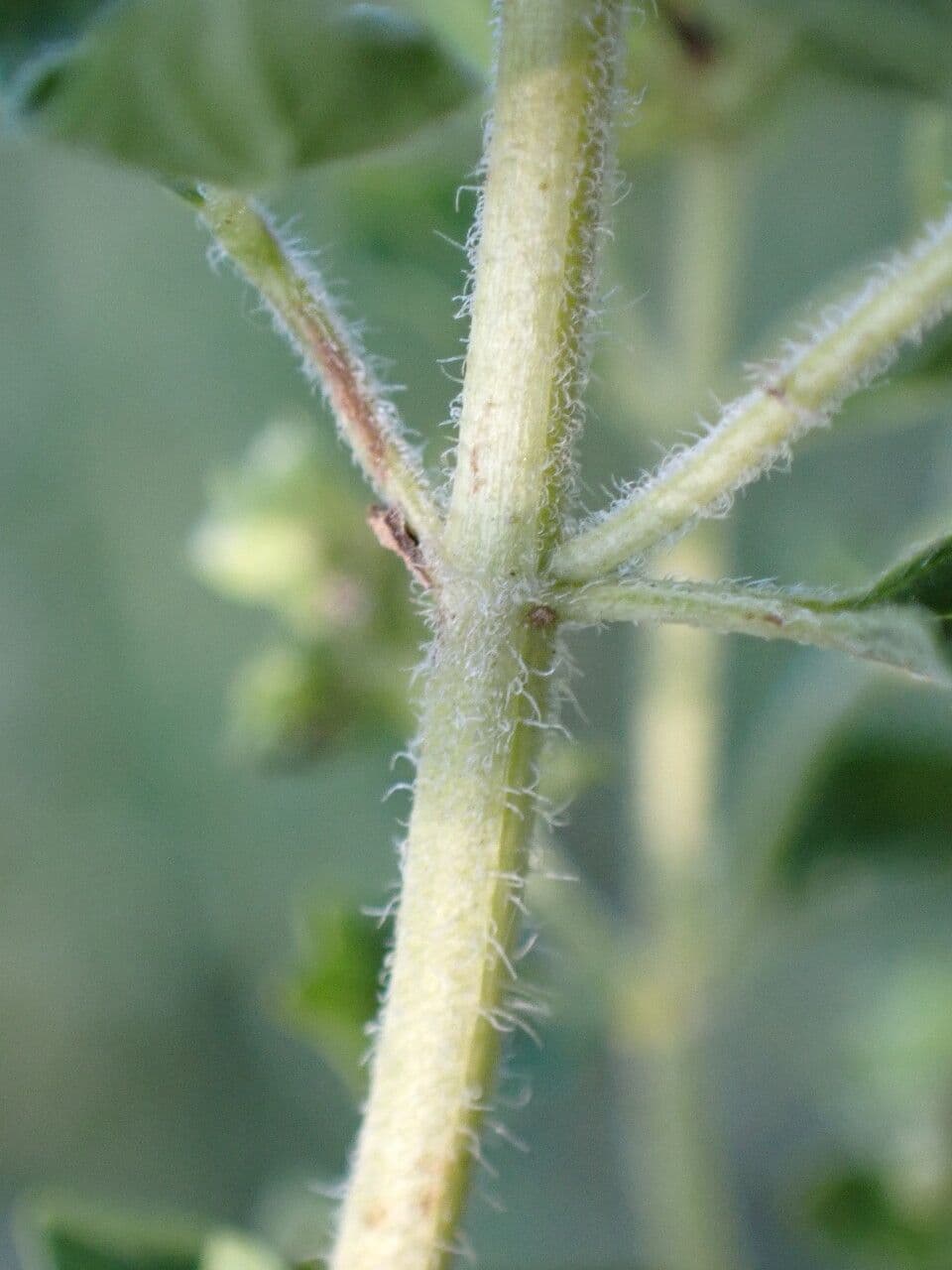 Wild marjoram 21