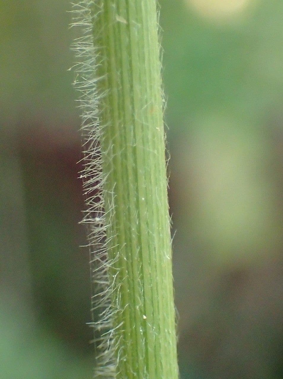 Needle grass 12