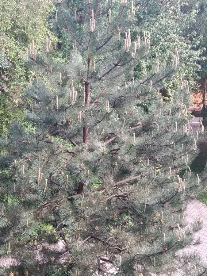 Australian pine 8
