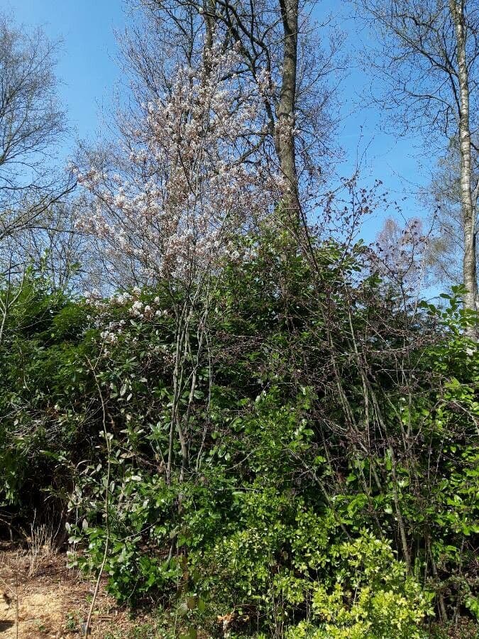 juneberry 28