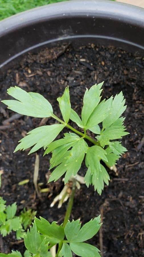 Garden lovage 19