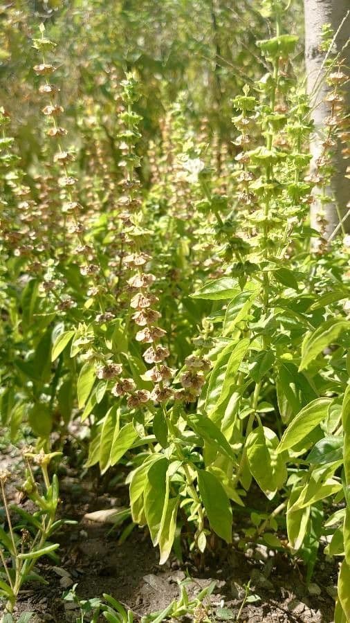 Basil 13