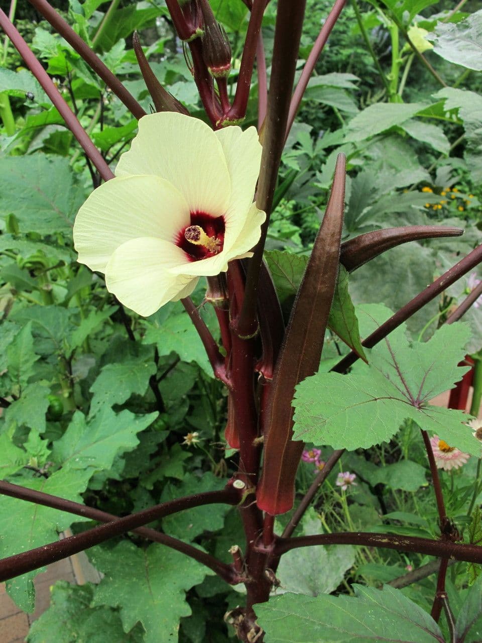 Okra 6