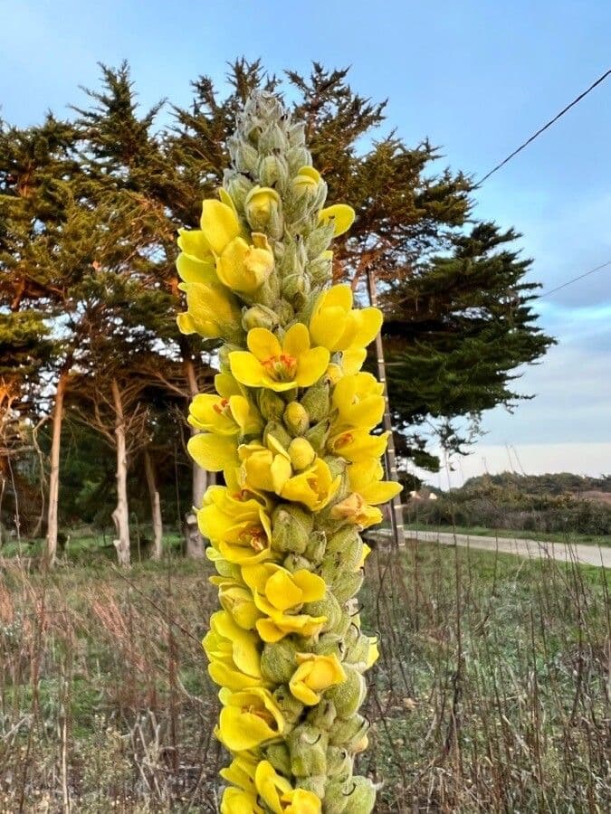 Dense-flower mullein 15