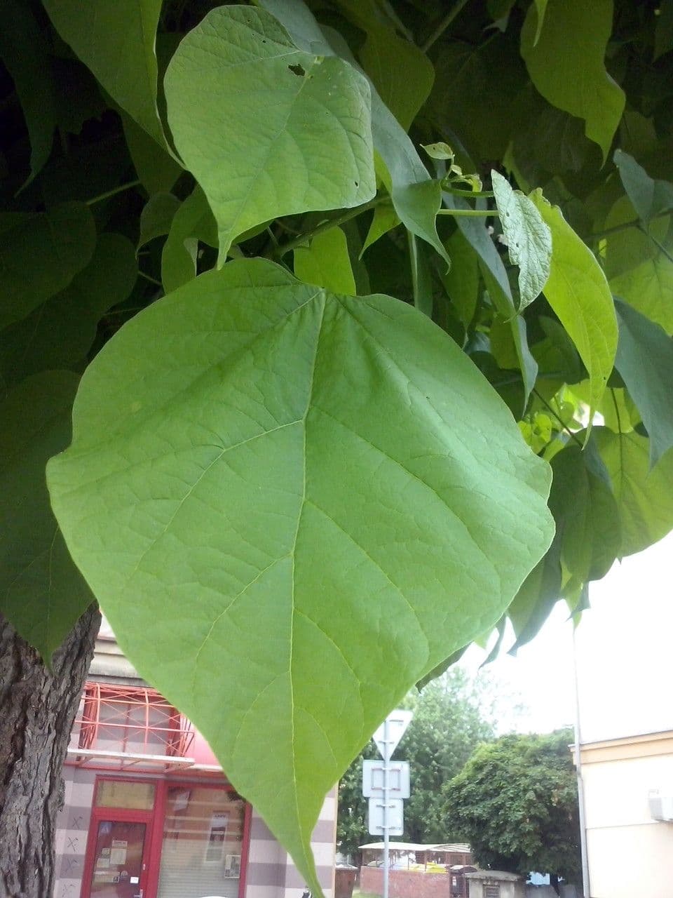 Chinese catalpa 16