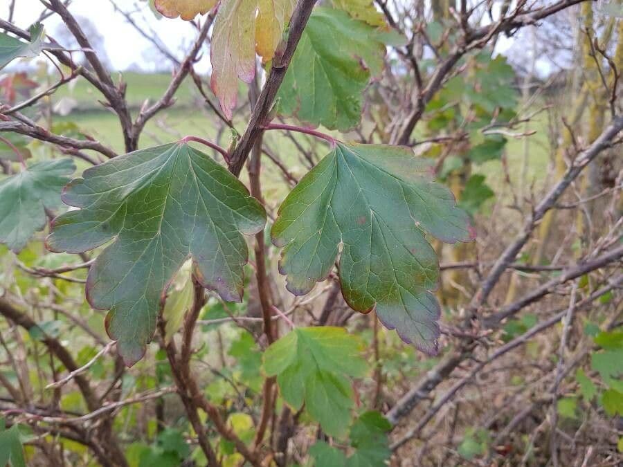 Alpine currant 16