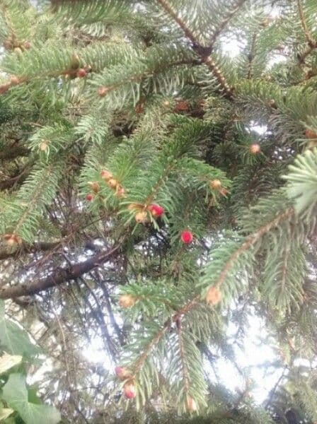 Christmastree 18