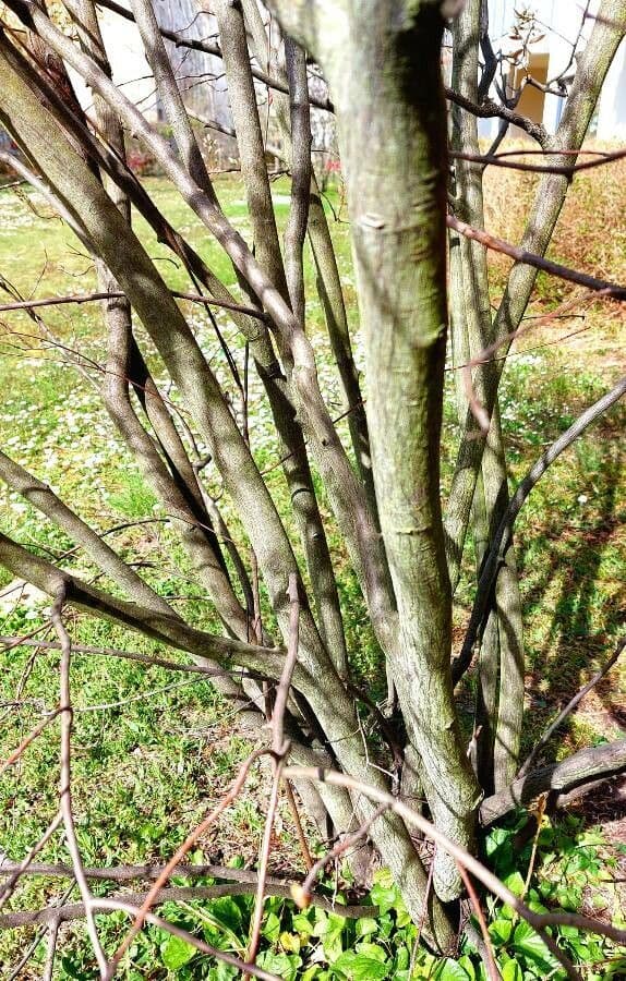 juneberry 25