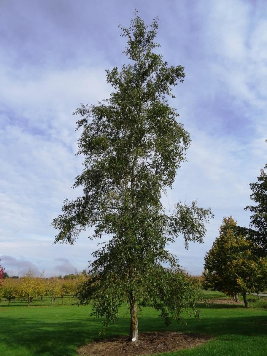 Alder