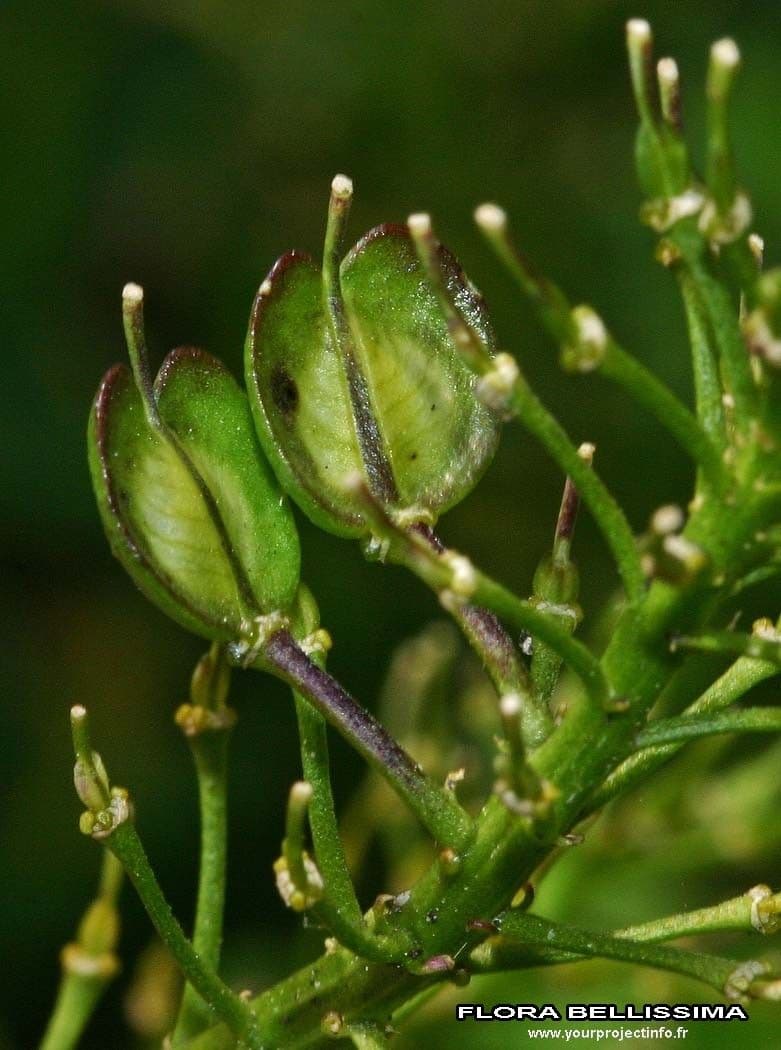 Evergreen candytuft 4