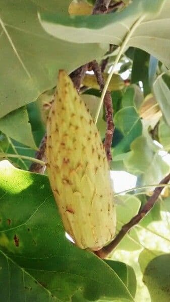 Tulip-poplar 5