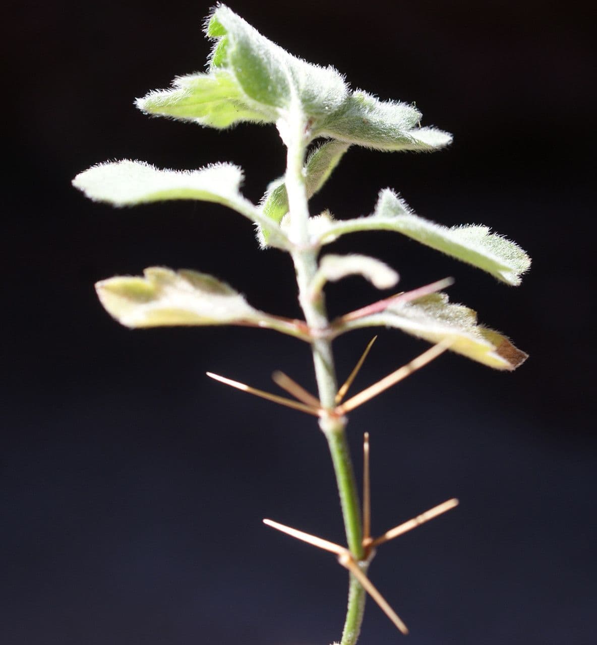 Acanthoprasium 9