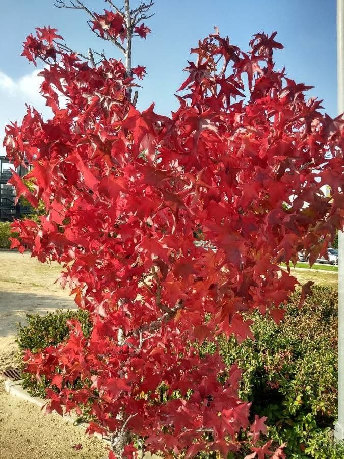 Japanese Maple