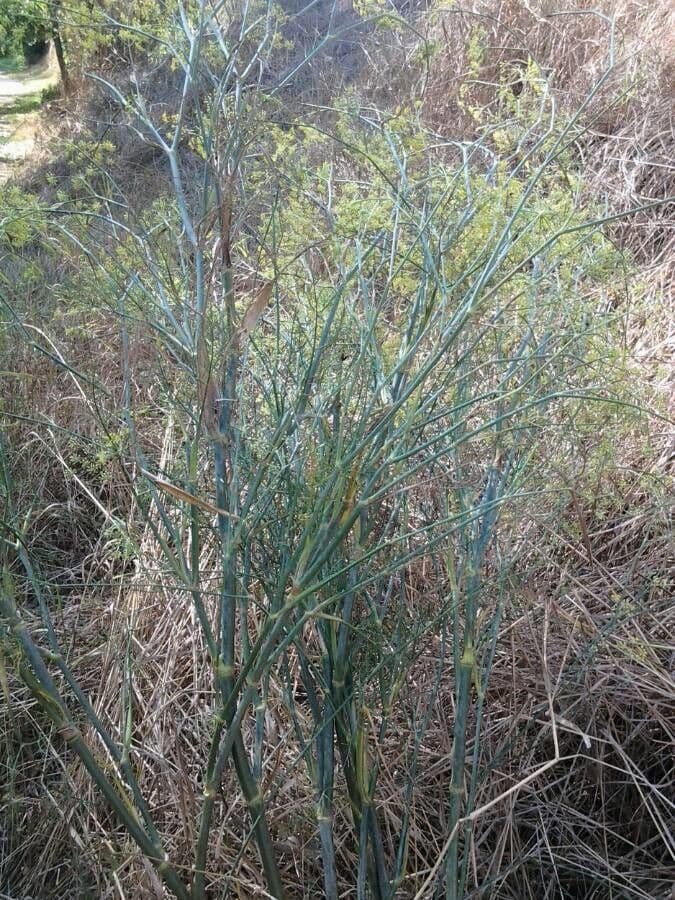 Fennel 13
