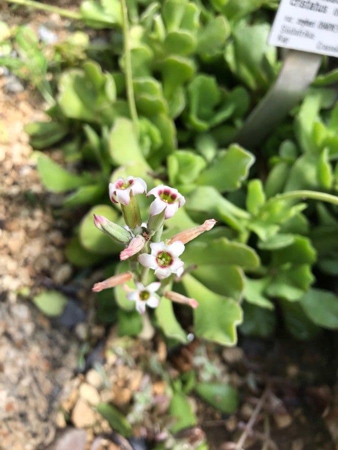 Crassula 5