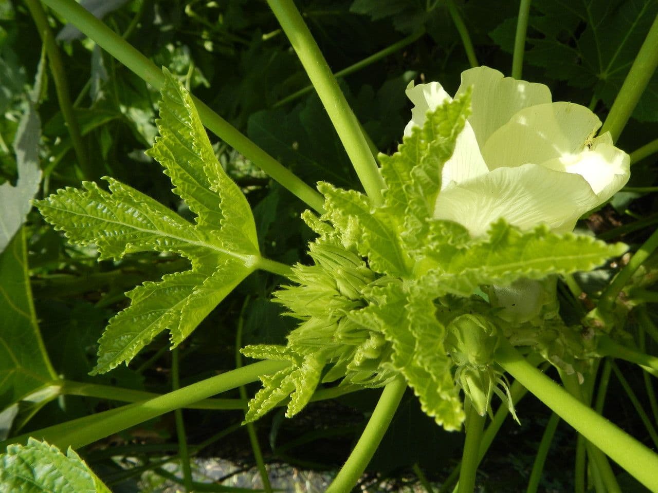 Okra 17