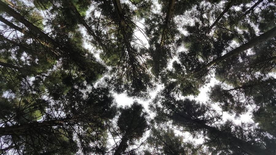 Japanese red-cedar 14