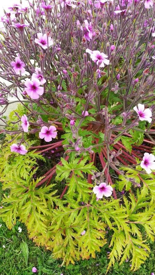 Giant herb-robert 25