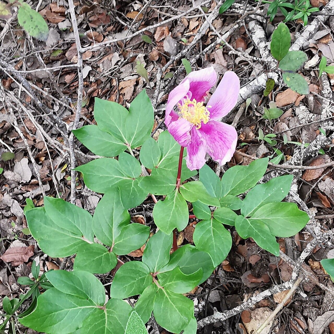 Brotero's peony 5