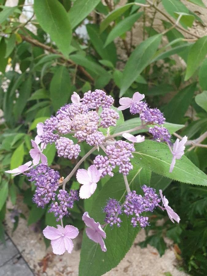 Rough-leaf hydrangea 6