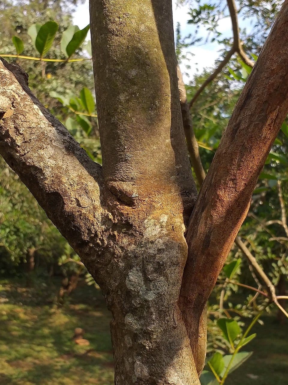 Sackingtree 8