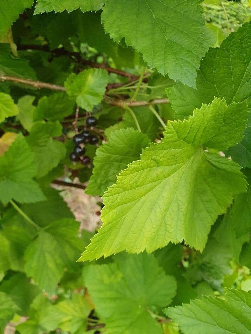 Black currant 4