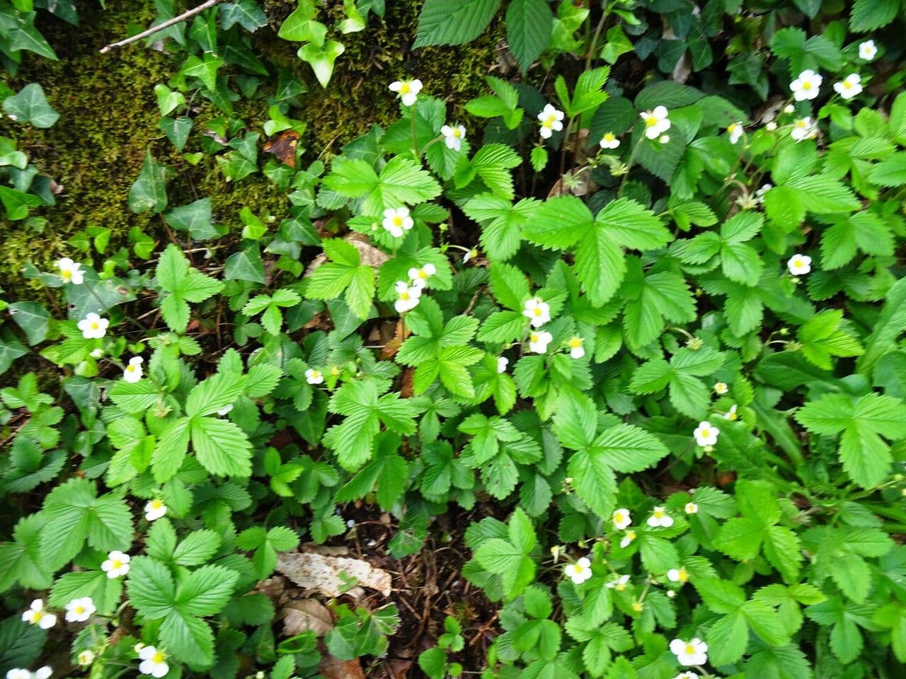 Alpine strawberry 11