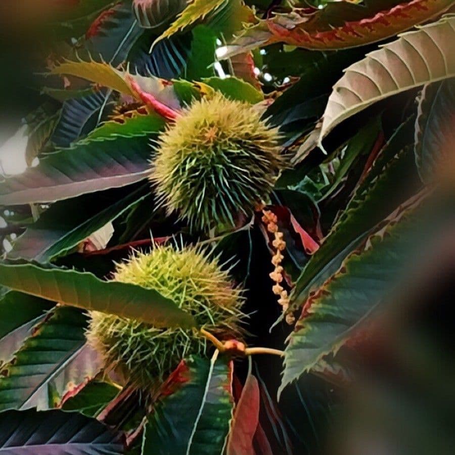 European chestnut 4