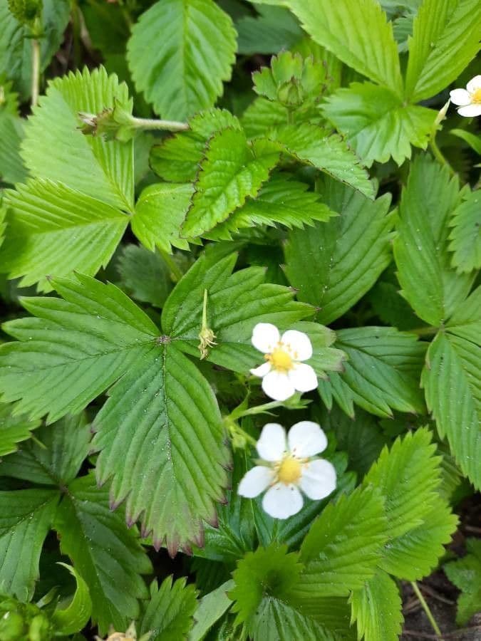 Alpine strawberry 20