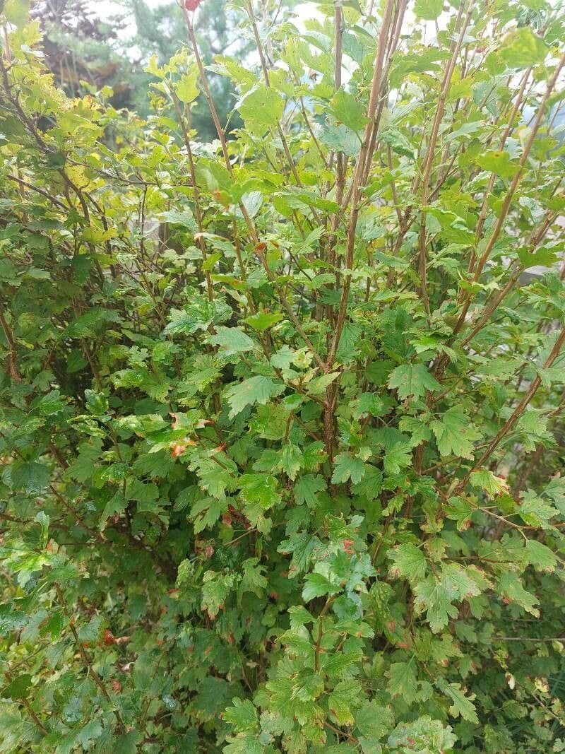Alpine currant 10