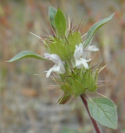 Santa clara thorn-mint 4