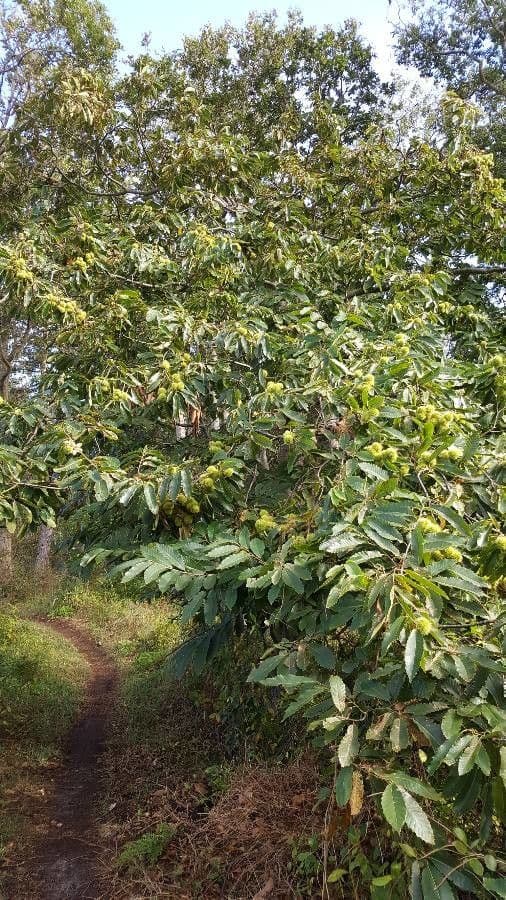 European chestnut 12