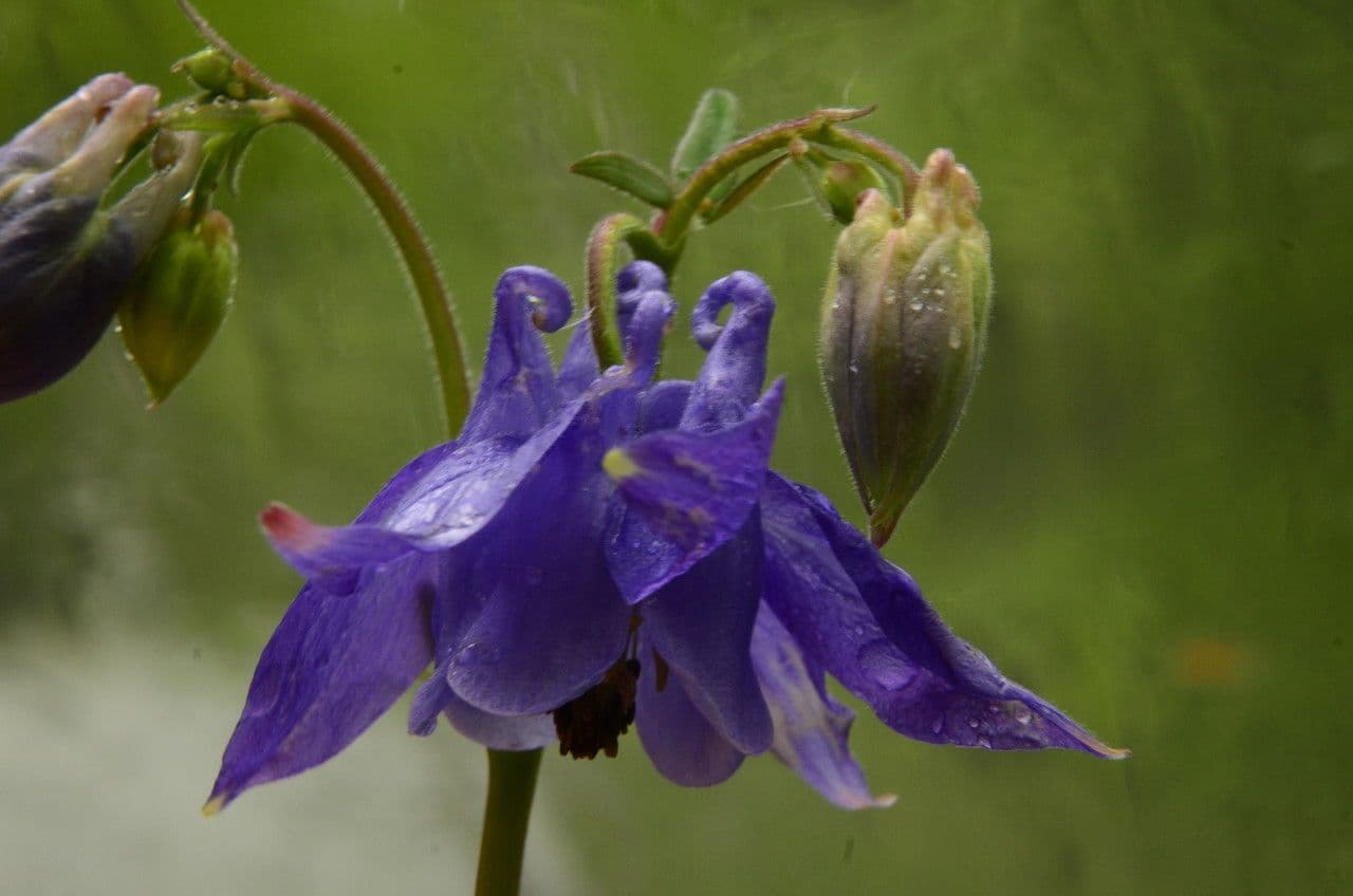 European columbine 25
