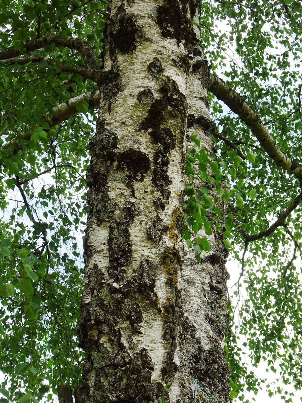European white birch 22