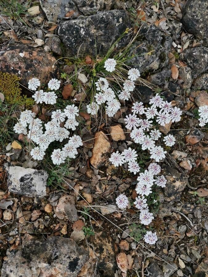 Pruit's candytuft 17