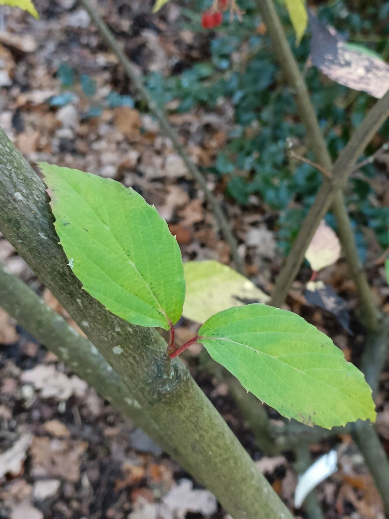 Tea-leaf viburnum 14