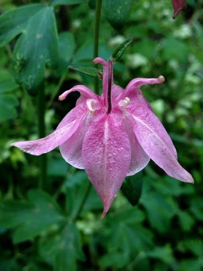 European columbine 7